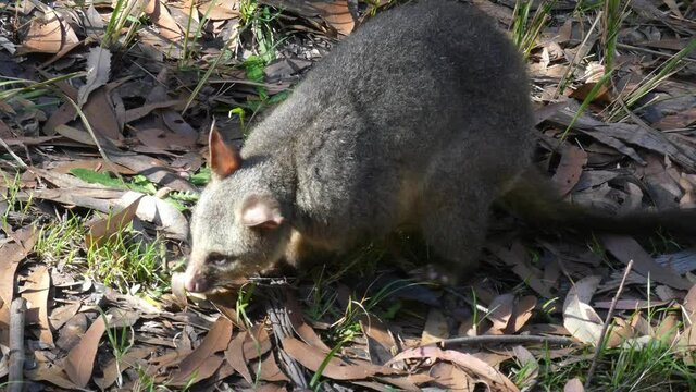 Wild Brushtail Possum sorting foraging through leaf litter for food