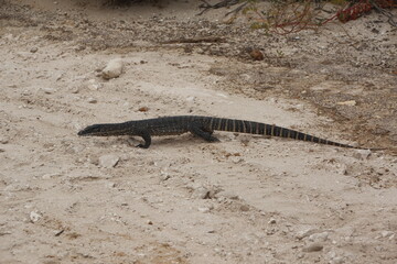 Rosenberg's Goanna, Kangaroo Island, South Australia.