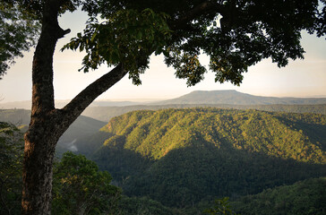 Obraz premium mountains range in mist landscape and tree on foreground : Thailand