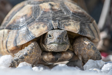 Turtle Testudo Marginata european landturtle closeup wildlife