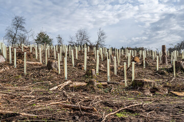 Fototapeta premium chopped Woodland new plantation Germany replanted with new sapling deciduous trees protected with plastic tubes