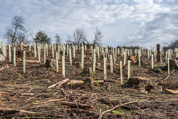 chopped Woodland new plantation Germany replanted with new sapling deciduous trees protected with plastic tubes