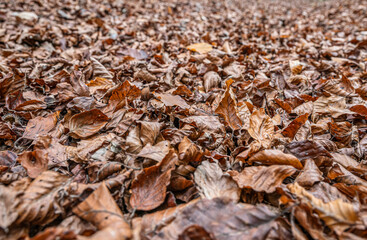 brown autumn leaves fall winter season background close up pattern