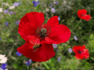 Bee on a poppy flower in a field of wildflowers