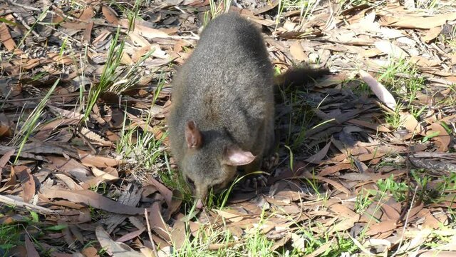 Wild Brushtail Possum facing camera while feeding