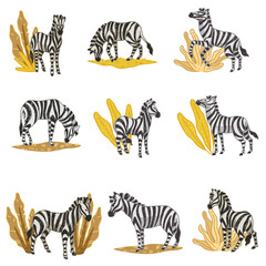 Fototapeta na wymiar Zebras eating plants, wildlife in savannah vector