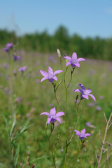 A close up of wild spreading bellflowers (Campanula patula) in the meadow on a sunny summer day