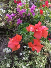 Fototapeta na wymiar red flowers in garden