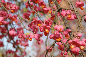 Fototapeta na wymiar Ripe pink fruits of European spindle (Euonymus europaeus) on a sunny autumn day, close-up, selective focus