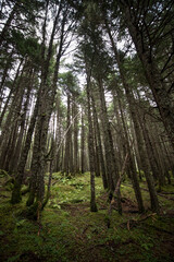 Forest in Girdwood, Alaska