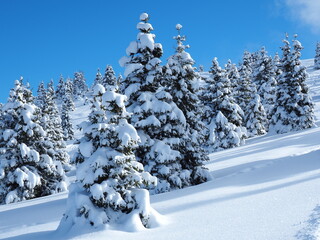 Amazing view of a group of isolated pine trees covered by fresh snow after snowfall. Alpine and winter contest. Wonderful landscape. Freedom and peaceful contest