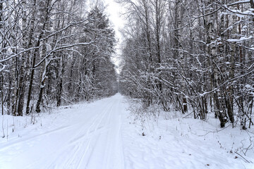 Stock Foto Winter in the forest, snow on trees, handsome christmas background