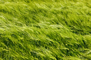 Field of green rye with waved by wind ears. Agricultural plant blurred background