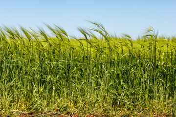 Border of farmland field with green rye plantation. Profile view of rye plants with ears