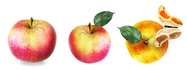 Color apples on white background