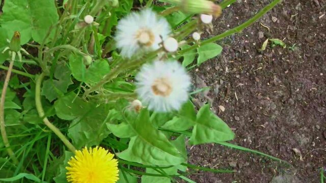 top view of dandelion blowball biten by blast of wind