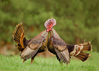 Two male Wild Turkeys engage in a vigorous fight as they compete for breeding rights during the...
