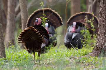 Wild Turkeys - mature Toms face off as they compete for mating rights during the spring breeding...