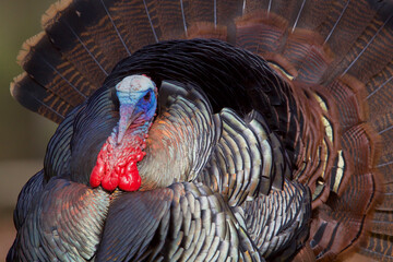 Wild Turkey - a mature tom struts during the Spring mating season