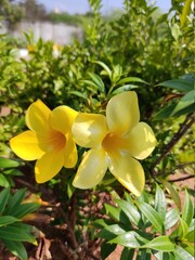 Fototapeta premium plumeria flower