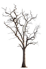 Fototapeta na wymiar Dead tree with clipping path isolated on white background.