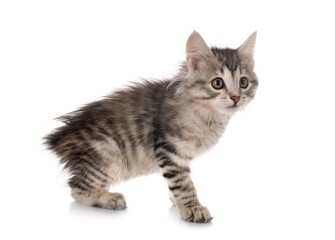 Kurilian Bobtail in studio