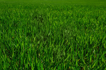 Fresh green grass in sunny day. Natural background