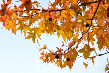 果実をつけたカラフルなアメリカフウの秋の紅葉