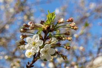 Cherry branch with young flowers in spring. Close up. Selective focus, blurred background.