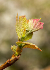 Young leaves on a grape vine in spring. Selective focus, blurred background. Close-up.