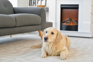 Cute dog near fireplace at home. Concept of heating season