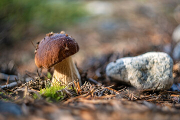 Boletus edulis or cep, penny bun, porcino or porcini