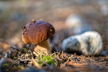 Boletus edulis or cep, penny bun, porcino or porcini