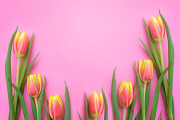fresh beautiful tulip flowers on a pink background copy the space. festive spring background for the holiday