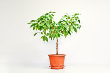 Ficus benjamin plant in a pot on a light background. Indoor plant for indoor floriculture and phytodesign.