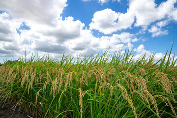 青空の下に広がる新緑と田園風景