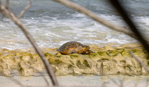 Critically Endangered Hawksbill Sea Turtle Nesting On Cousin Island, Seychelles 