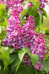 lilac flowers on a branch