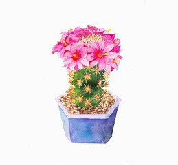 pink flowering cactus in flowerpot