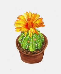 yellow flowering cactus in flowerpot