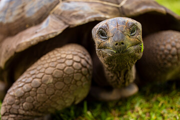 Aldabra Giant Tortoise (Aldabrachelys gigantea on the islands of the Seychelles in the Indian Ocean 