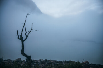 Atmospheric minimal horror landscape with dry tree in dense fog. Gloomy minimalism with dead tree near mountain lake in thick fog. Mysterious minimalist mountain scenery. Eerie place with dead tree.