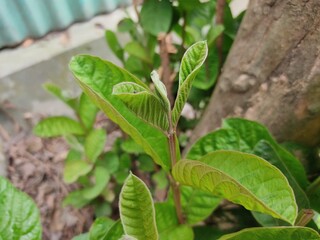 
green leaf for background.Green leaves on bokeh background.beautiful leaf pattern texture.