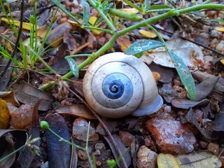 snail on the grass © Joevin
