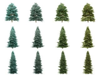 Abies concolor trees on white background. Colorado white fir isolate collection season. (3d illustration with Clipping path)