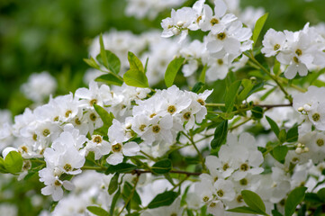 Exochorda racemosa Snow Mountain white flowering shrub, ornamental plant in bloom