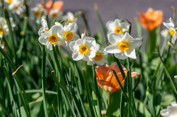 Fototapeta premium Narcissus tazetta paperwhite bunch flowered daffodil in bloom, early spring flowering white yellow plant