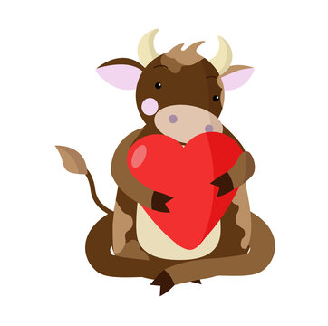 Bull in love with a big red heart on a white background for a greeting card for Valentine's Day