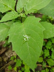 green leaf for background.Green leaves on bokeh background.beautiful leaf pattern texture. 