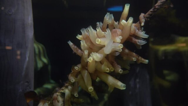 Sea cucumber Echinodermata growing on rope - Swinging around in the current below dock